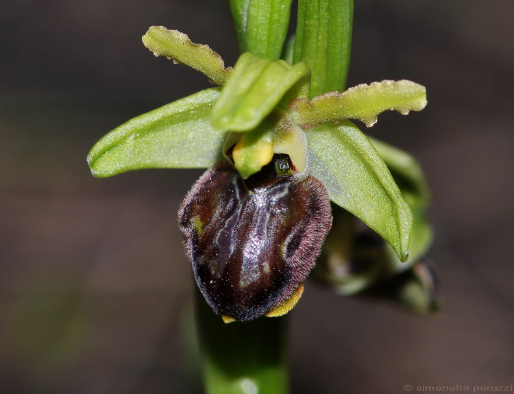 La prima Ophrys sphegodes